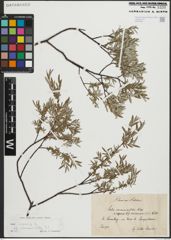 Foto von Salix repens subsp. rosmarinifolia (L.) Andersson